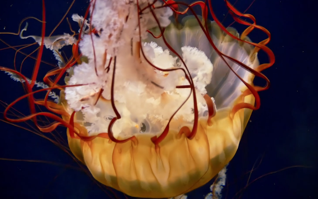jell.yfish.us - Screenshot of video showing jellyfish moving in the water